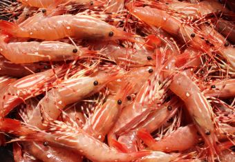 Spot Prawns