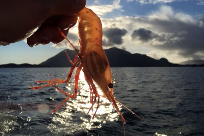 BC Spot prawn 